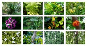 medical herb plantation in home