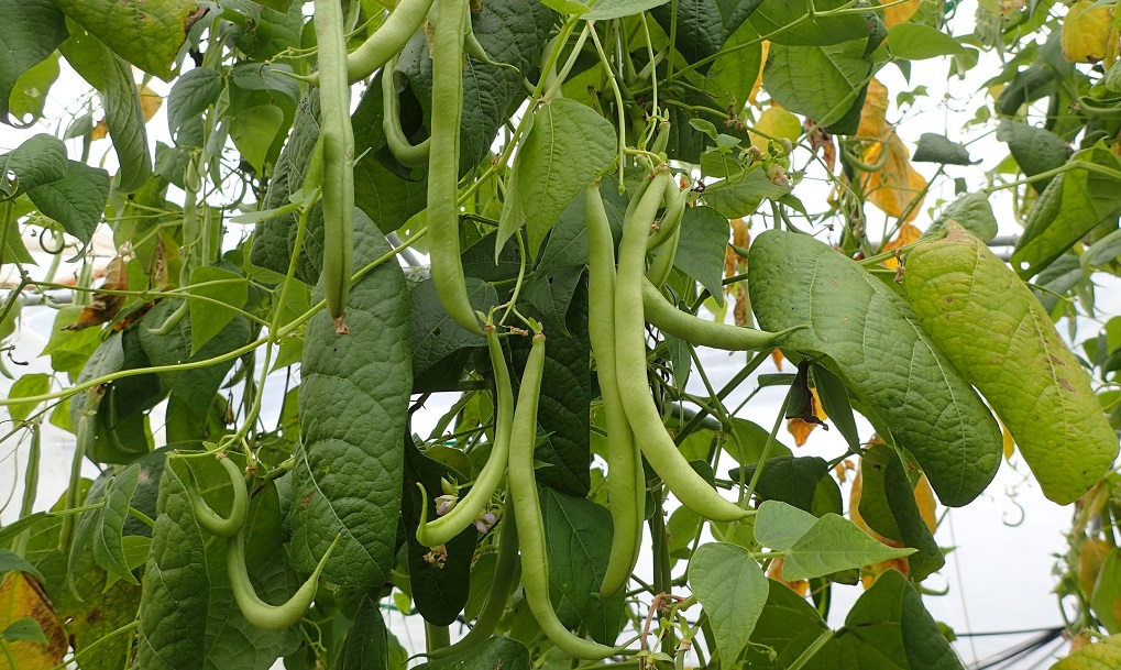 pole beans vs bush beans