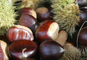 growing chestnuts from seeds