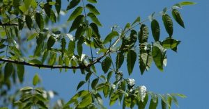 ash tree losing leaves