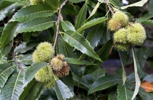 growing chestnut trees