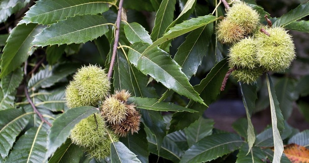 Why chestnut trees are wide choice?