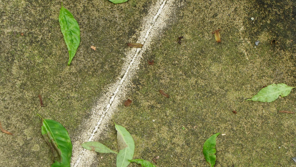 ash tree is dropping leaves